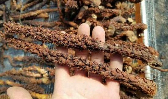 草苁蓉怎样泡水喝