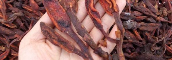 草苁蓉怎样泡水喝