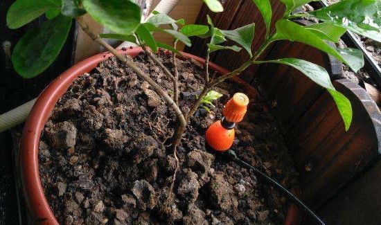 泡肉的血水可以浇花吗