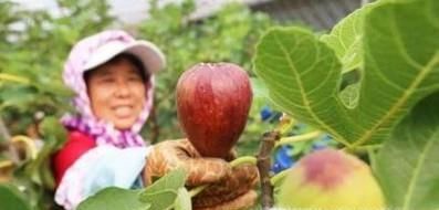无花果成熟期的采摘管理