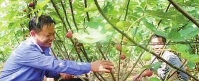 无花果成熟期的采摘管理