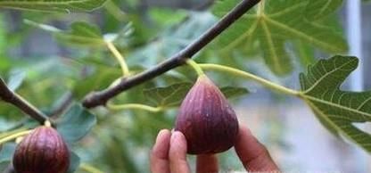 无花果成熟期的采摘管理