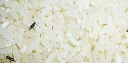 生活小妙招：如何让大米彻底不生虫？