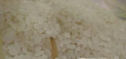 生活小妙招：如何让大米彻底不生虫？