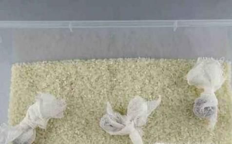 生活小妙招：如何让大米彻底不生虫？