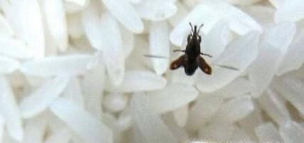 大米为什么会生虫及如何防虫