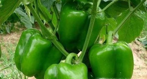 青椒的功效与作用