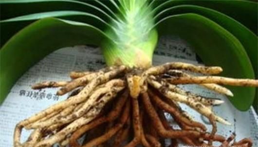 如何救活烂根的君子兰