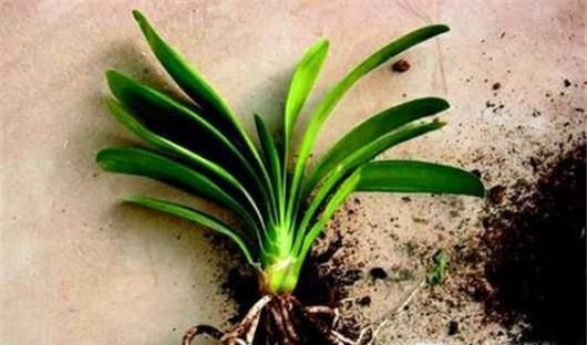 如何救活烂根的君子兰