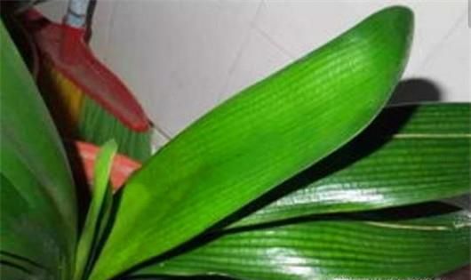 如何救活烂根的君子兰