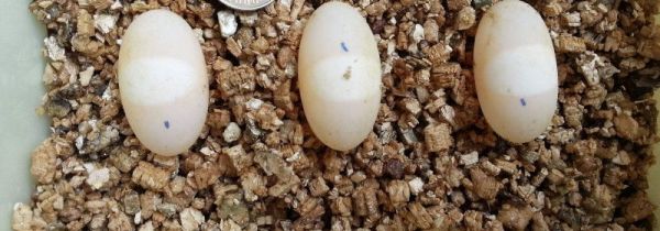 龟蛋的功效和吃法