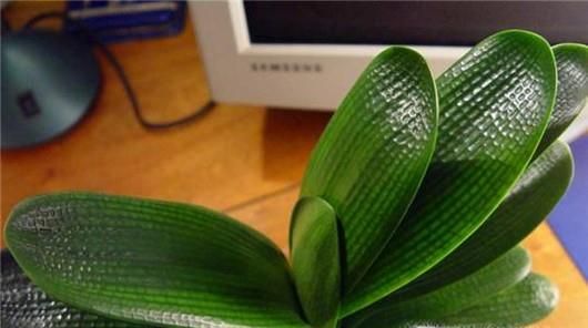 如何救活烂根的君子兰