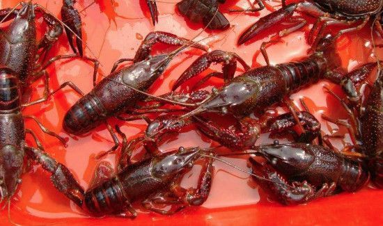 龙虾放冰箱怎么储存