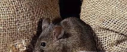 家里进老鼠了怎么办