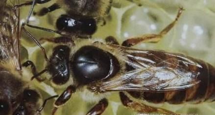 请问蜂王死了应怎样补救？