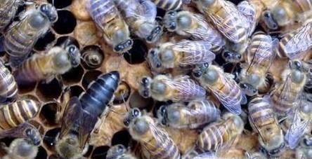 请问蜂王死了应怎样补救？