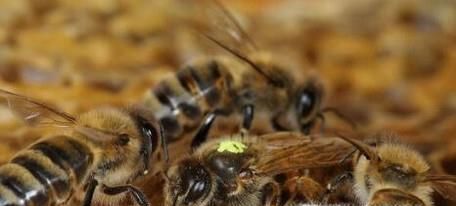 请问蜂王死了应怎样补救？