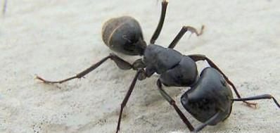如何消除屋子里的蚂蚁！
