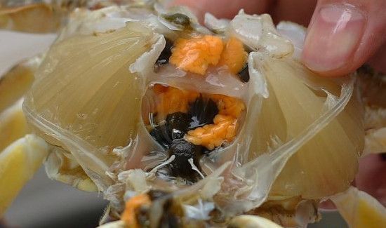 蟹膏是蟹的什么