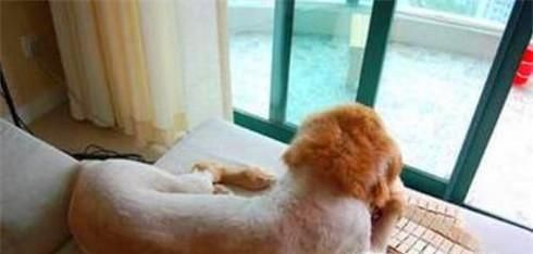 狗狗是如何散热的