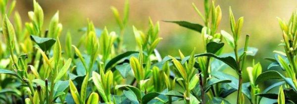 茶叶保质期多长时间