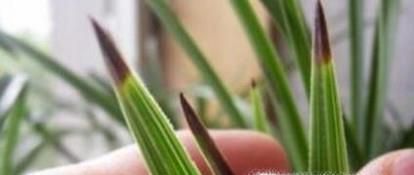 兰花叶子尖发黑怎么办
