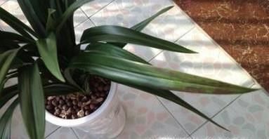 兰花叶子尖发黑怎么办