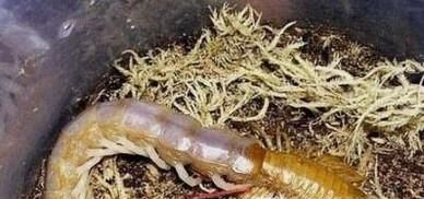 蜈蚣泡酒怎么泡