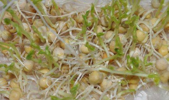 豌豆放冰箱发芽能吃吗