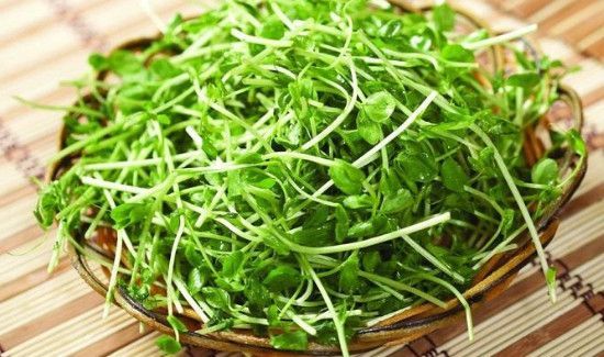 豌豆放冰箱发芽能吃吗
