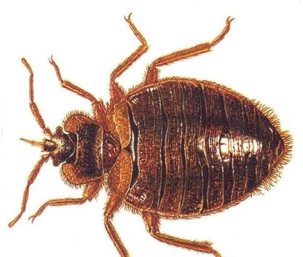 家里有臭虫怎么办?如何防治臭虫?