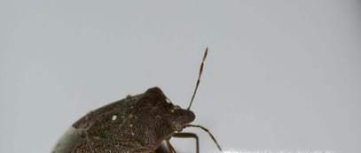 家里有臭虫怎么办?如何防治臭虫?