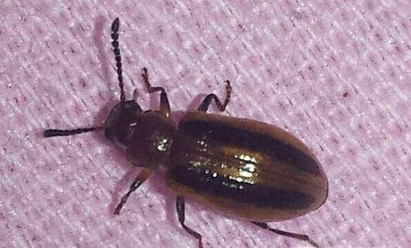 家里有臭虫怎么办?如何防治臭虫?