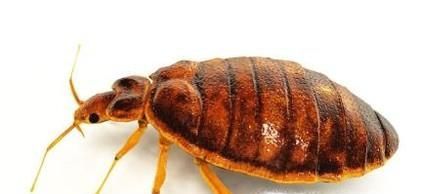 家里有臭虫怎么办?如何防治臭虫?
