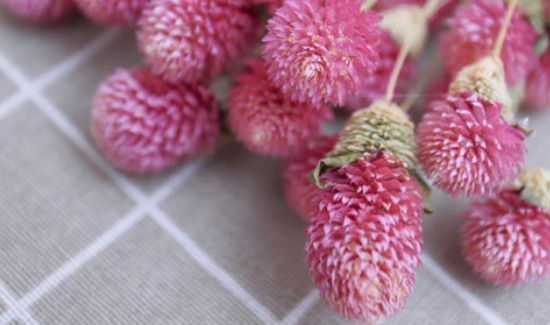 干花发霉还能要吗