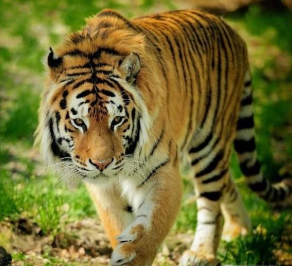 12生肖里中最好命的5大属相，有你呢？