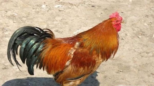 12生肖里中最好命的5大属相，有你呢？