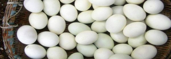 咸蛋怎样才能淹出油来