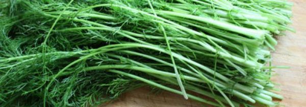新鲜茴香菜的功效与作用