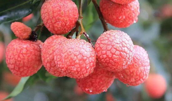 荔枝跟榴莲能一起吃吗