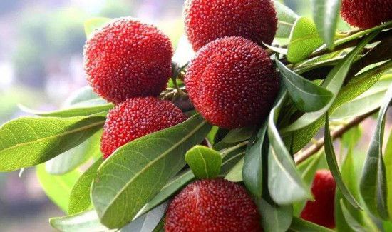 杨梅和茶能一起吃吗