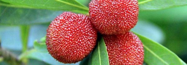 杨梅和茶能一起吃吗