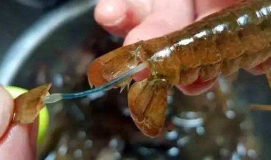 清蒸小龙虾要去虾线吗