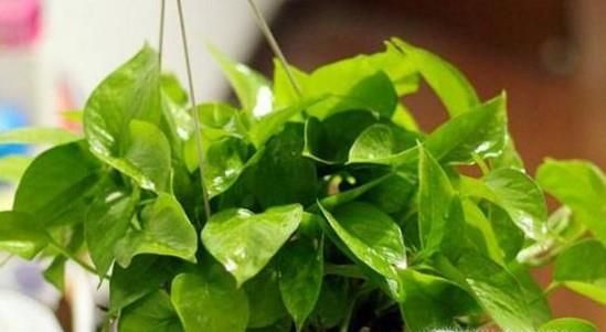 家里有蟑螂怎么消灭