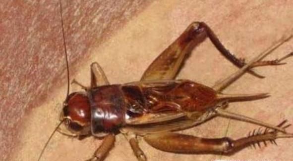 家里进蛐蛐怎么抓