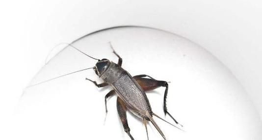 家里进蛐蛐怎么抓