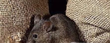 怎么逮老鼠 逮老鼠的妙招