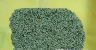 怎么逮老鼠 逮老鼠的妙招