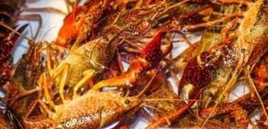 小龙虾怎样养殖