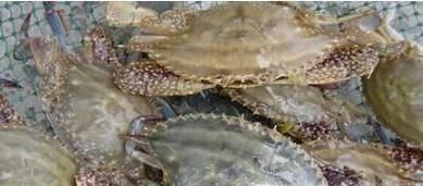 怎样挑选梭子蟹